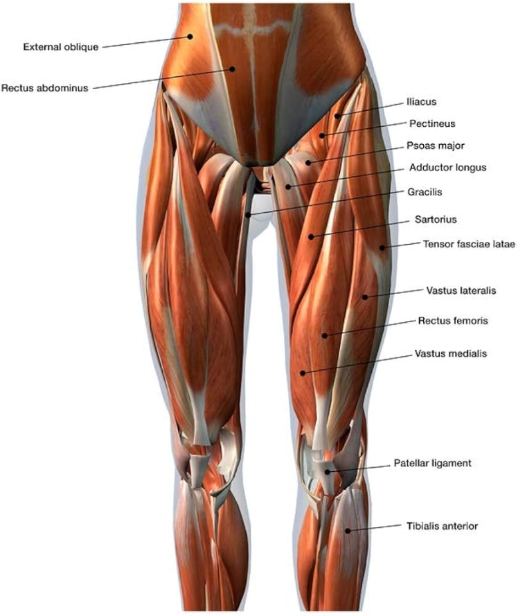 افزایش حجم پا بهصورت علمی: راهنمای کامل برای رشد عضلات ران و ساق